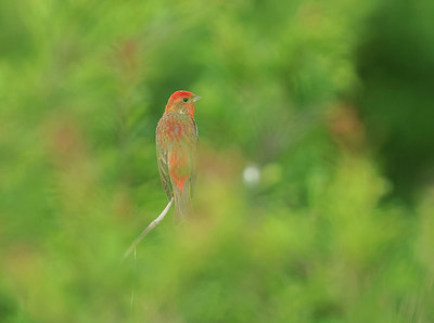 BUITEN BEELD Foto: 315702