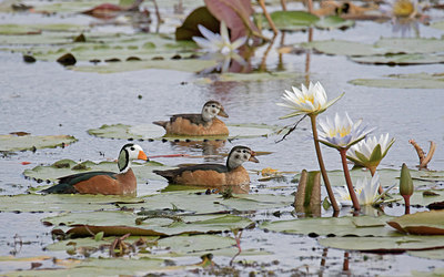 BUITEN BEELD Foto: 315721