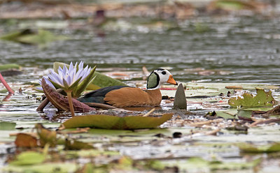 BUITEN BEELD Foto: 315722