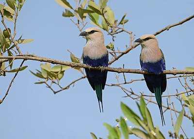 BUITEN BEELD Foto: 315728