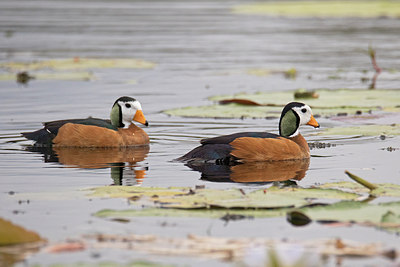 BUITEN BEELD Foto: 315741