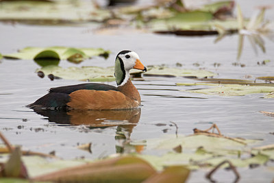 BUITEN BEELD Foto: 315746