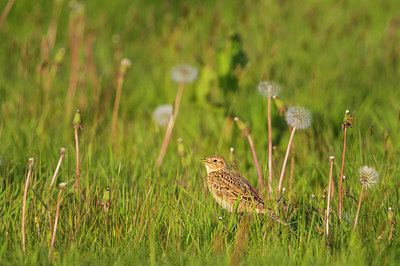 BUITEN BEELD Foto: 315753