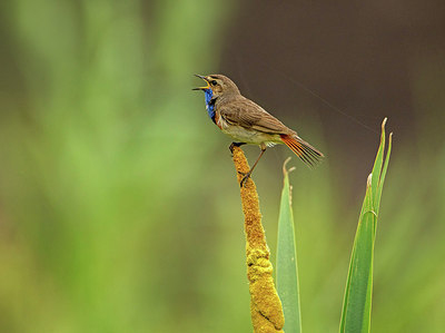 BUITEN BEELD Foto: 315756