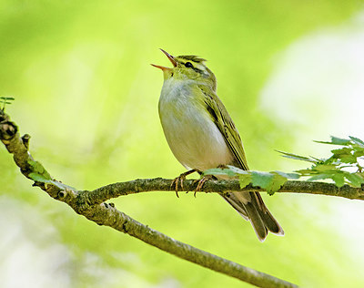 BUITEN BEELD Foto: 315758