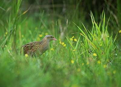 BUITEN BEELD Foto: 315760