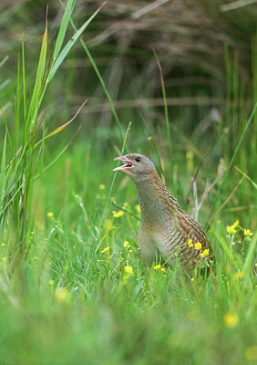 BUITEN BEELD Foto: 315763