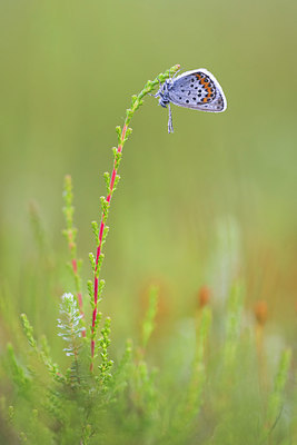 BUITEN BEELD Foto: 315777