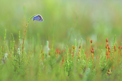 BUITEN BEELD Foto: 315778