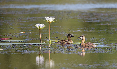BUITEN BEELD Foto: 315780