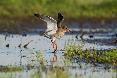 BUITEN BEELD Foto: 315803