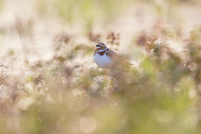 BUITEN BEELD Foto: 315809