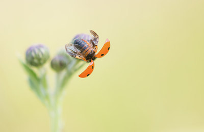 BUITEN BEELD Foto: 315813