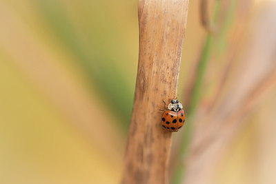 BUITEN BEELD Foto: 315816