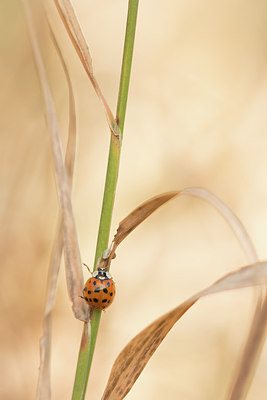 BUITEN BEELD Foto: 315817