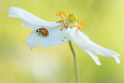 BUITEN BEELD Foto: 315822