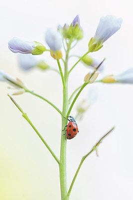 BUITEN BEELD Foto: 315826