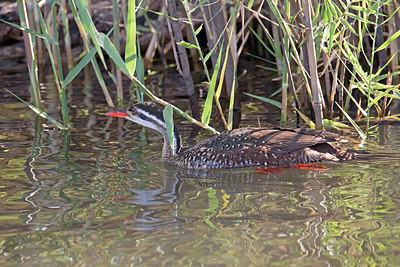 BUITEN BEELD Foto: 315836