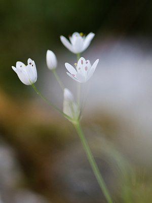 BUITEN BEELD Foto: 315842