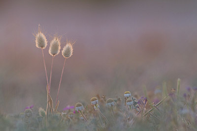 BUITEN BEELD Foto: 315845