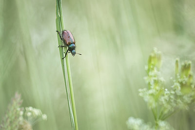 BUITEN BEELD Foto: 315862