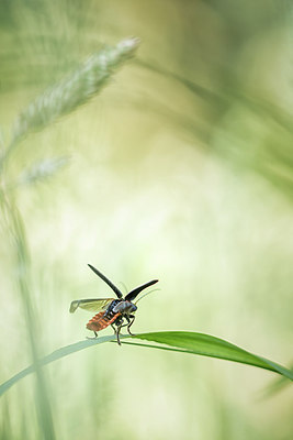 BUITEN BEELD Foto: 315864