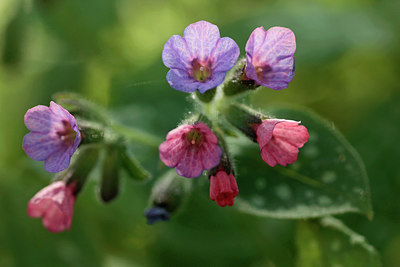 BUITEN BEELD Foto: 315889