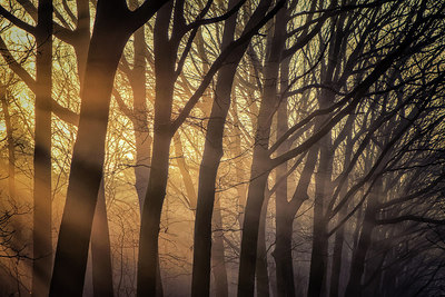 BUITEN BEELD Foto: 315932