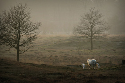 BUITEN BEELD Foto: 315936