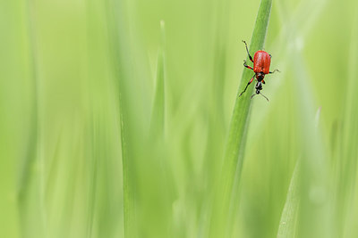 BUITEN BEELD Foto: 315939