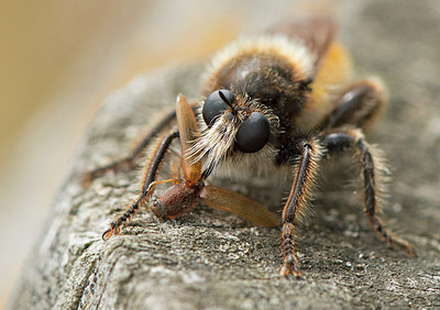 BUITEN BEELD Foto: 315964