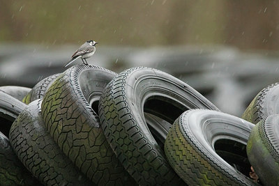 BUITEN BEELD Foto: 315969