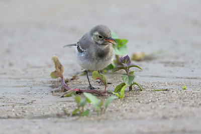 BUITEN BEELD Foto: 315970