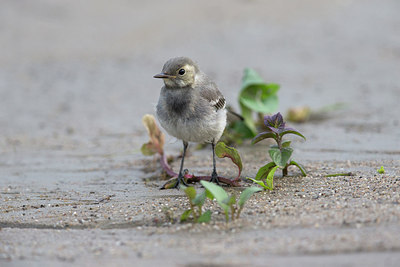 BUITEN BEELD Foto: 315972