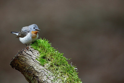 BUITEN BEELD Foto: 316004