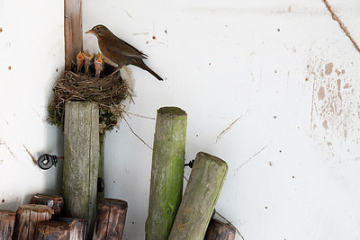 BUITEN BEELD Foto: 316007
