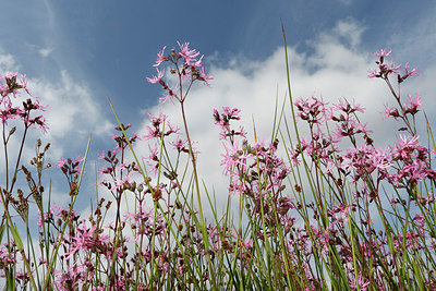 BUITEN BEELD Foto: 316019