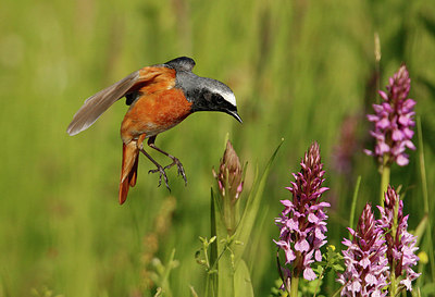 BUITEN BEELD Foto: 316036