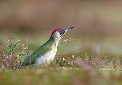 BUITEN BEELD Foto: 316038