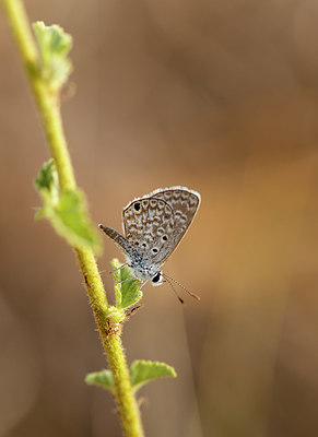 BUITEN BEELD Foto: 316048