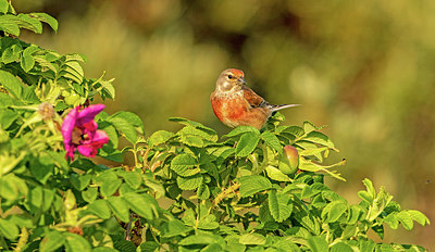 BUITEN BEELD Foto: 316070