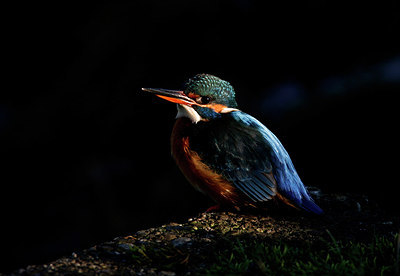 BUITEN BEELD Foto: 316111