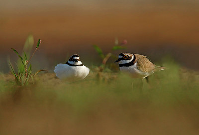 BUITEN BEELD Foto: 316119