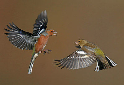 BUITEN BEELD Foto: 316121