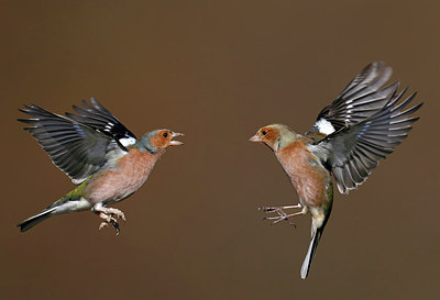 BUITEN BEELD Foto: 316122