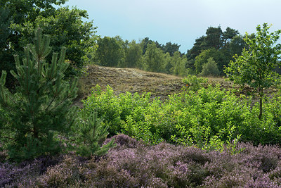 BUITEN BEELD Foto: 316174