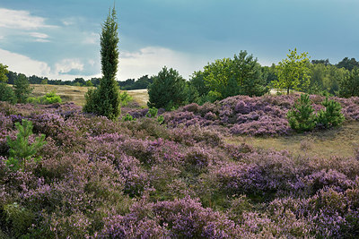 BUITEN BEELD Foto: 316176