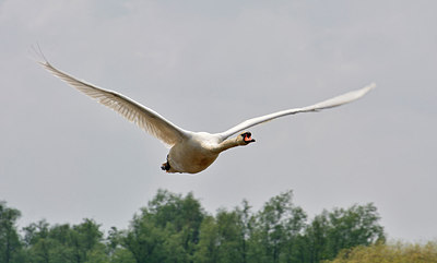 BUITEN BEELD Foto: 316186