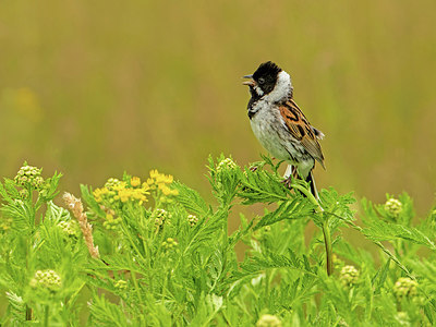 BUITEN BEELD Foto: 316205