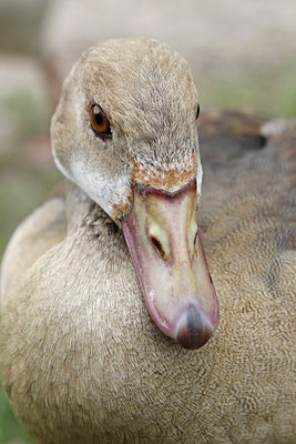 BUITEN BEELD Foto: 316251